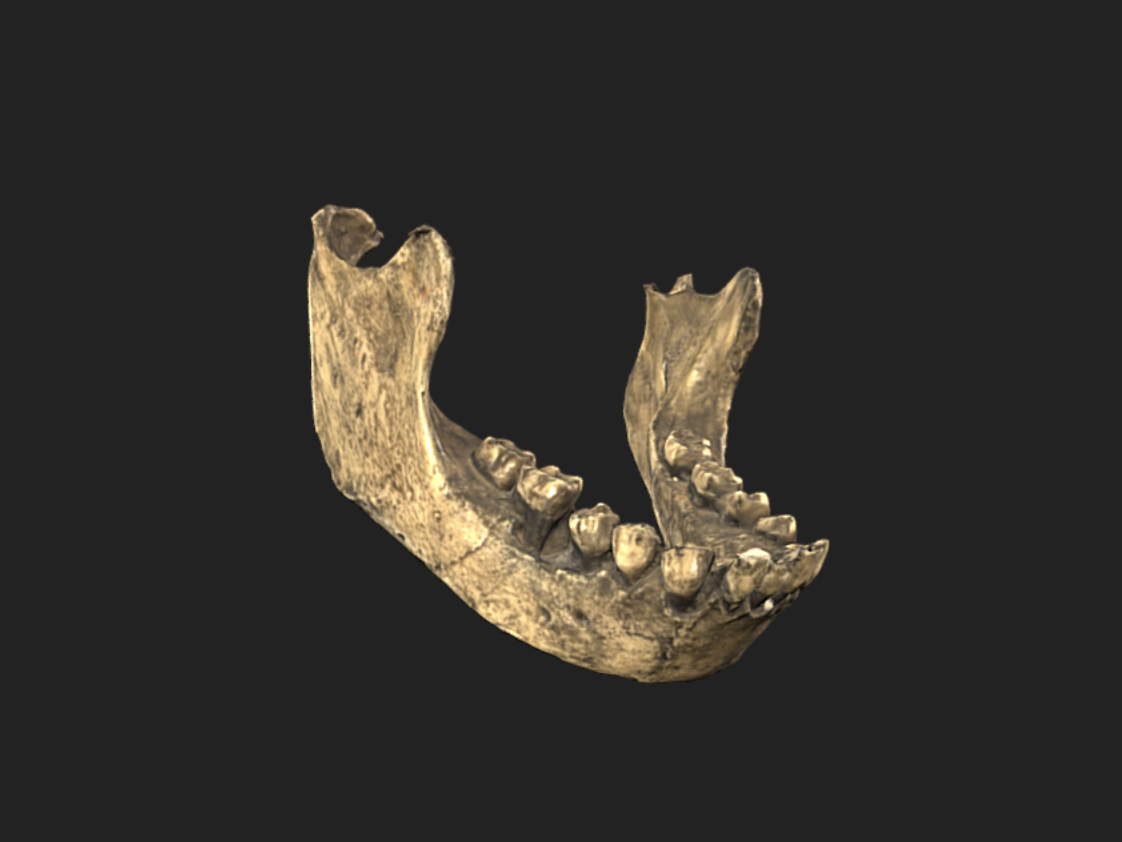 3D Fossils National museum of Kenya